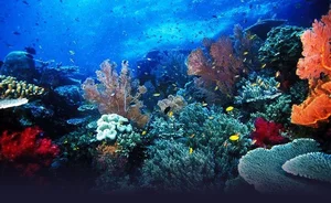 Exploring Raja Ampat: Indonesia’s Surreal Paradise of Biodiversity, Pristine Limestone Islands, and the World’s Best Scuba Diving Destinations-3