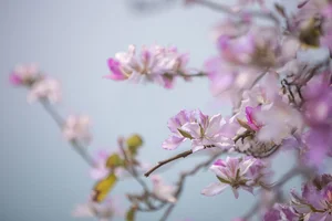 Ethereal Beauty Under Blossoms - YiTuYu Vol.8918 Jiu Shi Jiao Mei Nan A-32