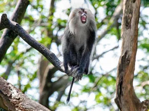 Discover the Mysterious Lion Tailed Macaque in the Heart of Western Ghats-4