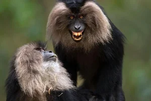 Discover the Mysterious Lion Tailed Macaque in the Heart of Western Ghats-2
