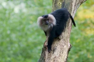 Discover the Mysterious Lion Tailed Macaque in the Heart of Western Ghats-8