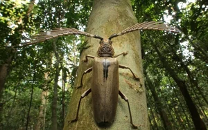 Discover the Rare Wallace's Longhorn Beetle (Cyriopalus wallacei): A Masterpiece of Tropical Biodiversity and Extraordinary Insect Anatomy-5