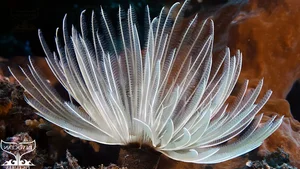 Discover the Mesmerizing Beauty of the Pacific Fan Worm: A Stunning Addition to Your Saltwater Reef Aquarium-4