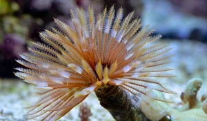 Discover the Mesmerizing Beauty of the Pacific Fan Worm: A Stunning Addition to Your Saltwater Reef Aquarium-7