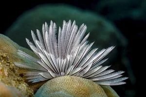 Discover the Mesmerizing Beauty of the Pacific Fan Worm: A Stunning Addition to Your Saltwater Reef Aquarium-2