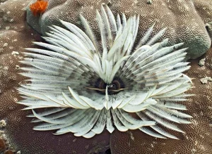 Discover the Mesmerizing Beauty of the Pacific Fan Worm: A Stunning Addition to Your Saltwater Reef Aquarium-3