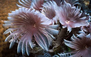 Discover the Mesmerizing Beauty of the Pacific Fan Worm: A Stunning Addition to Your Saltwater Reef Aquarium-5