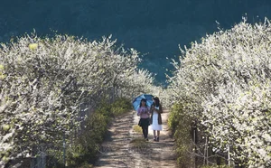 Moc Chau in Bloom: A Dreamy Spring Journey Through the Clouds-6