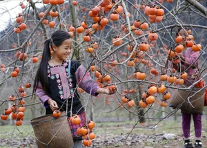 Moc Chau in Bloom: A Dreamy Spring Journey Through the Clouds-9