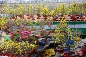 Vibrant Floating Flower Market in Ho Chi Minh City: A Traditional Lunar New Year Experience at Binh Dong Wharf, Vietnam-3