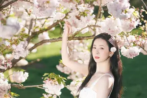 Spring Muse: Pristine Beauty and Grace Amidst Blooming Cherry Blossoms.-4