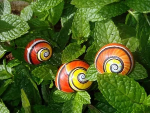 Meet the Cuban Painted Snail: Nature’s Most Vibrant Living Masterpiece-7
