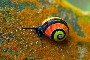 Meet the Cuban Painted Snail: Nature’s Most Vibrant Living Masterpiece-1