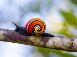 Meet the Cuban Painted Snail: Nature’s Most Vibrant Living Masterpiece-0