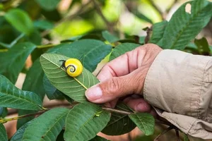 Meet the Cuban Painted Snail: Nature’s Most Vibrant Living Masterpiece-8