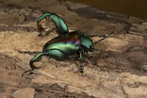 Frog-legged Leaf Beetle: Vietnam's Unique Insect Sensation, Global Collectors Hunt for Its Distinctive Features-4
