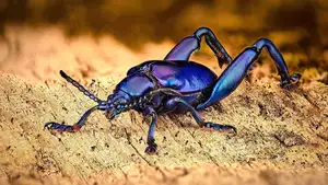 Frog-legged Leaf Beetle: Vietnam's Unique Insect Sensation, Global Collectors Hunt for Its Distinctive Features-0