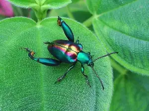 Frog-legged Leaf Beetle: Vietnam's Unique Insect Sensation, Global Collectors Hunt for Its Distinctive Features-7