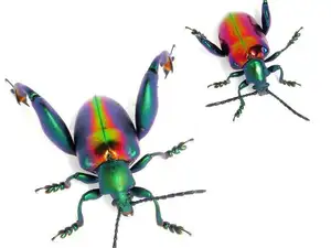 Frog-legged Leaf Beetle: Vietnam's Unique Insect Sensation, Global Collectors Hunt for Its Distinctive Features-1