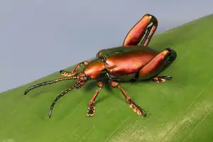 Frog-legged Leaf Beetle: Vietnam's Unique Insect Sensation, Global Collectors Hunt for Its Distinctive Features-6