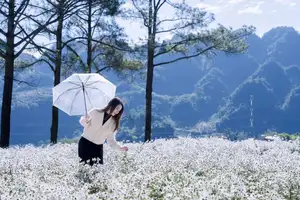 Moc Chau's Pure White Daisy Fields: A Muse Amidst a Floral Wonderland, Perfect for Stunning Photoshoots.-0