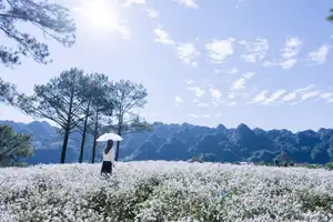 Moc Chau's Pure White Daisy Fields: A Muse Amidst a Floral Wonderland, Perfect for Stunning Photoshoots.-11