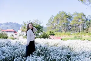 Moc Chau's Pure White Daisy Fields: A Muse Amidst a Floral Wonderland, Perfect for Stunning Photoshoots.-6