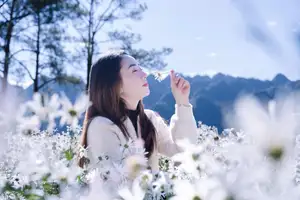Moc Chau's Pure White Daisy Fields: A Muse Amidst a Floral Wonderland, Perfect for Stunning Photoshoots.-2
