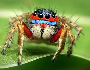 The Fascinating World of Colorful Jumping Spiders: Nature’s Tiny Predators with Incredible Vision and Vibrant Patterns-3