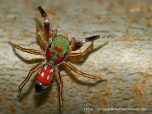 The Fascinating World of Colorful Jumping Spiders: Nature’s Tiny Predators with Incredible Vision and Vibrant Patterns-4