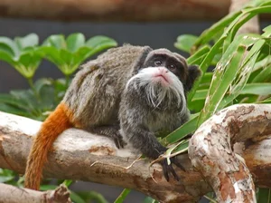 Discover the Emperor Tamarin: The Fascinating Mustache Monkey of the Amazon Rainforest-1