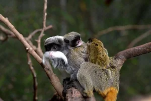Discover the Emperor Tamarin: The Fascinating Mustache Monkey of the Amazon Rainforest-6
