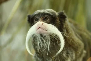Discover the Emperor Tamarin: The Fascinating Mustache Monkey of the Amazon Rainforest-7