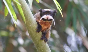 Discover the Emperor Tamarin: The Fascinating Mustache Monkey of the Amazon Rainforest-3