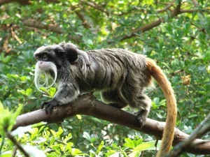 Discover the Emperor Tamarin: The Fascinating Mustache Monkey of the Amazon Rainforest-2