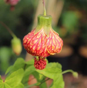 Top 7 Indoor Plant Trends for 2026: Low-Maintenance and Stylish Greenery for Modern Homes and Urban Apartments-1