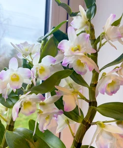 Top 7 Indoor Plant Trends for 2026: Low-Maintenance and Stylish Greenery for Modern Homes and Urban Apartments-0