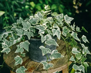 Top 7 Indoor Plant Trends for 2026: Low-Maintenance and Stylish Greenery for Modern Homes and Urban Apartments-2