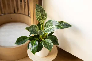 Top 7 Indoor Plant Trends for 2026: Low-Maintenance and Stylish Greenery for Modern Homes and Urban Apartments-4