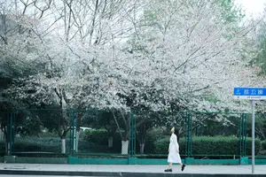 Long Xing Er: Graceful Cherry Blossom Muse – YiTuYu Vol.8741 Poetic Portrait-15