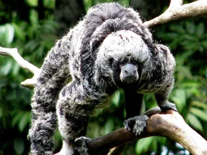 Discover the Mysterious Monk Saki in the Heart of the Amazon-2