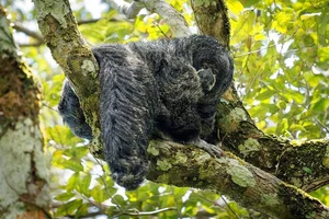 Discover the Mysterious Monk Saki in the Heart of the Amazon-1