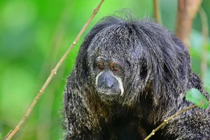 Discover the Mysterious Monk Saki in the Heart of the Amazon-4