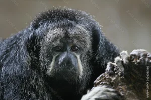 Discover the Mysterious Monk Saki in the Heart of the Amazon-5