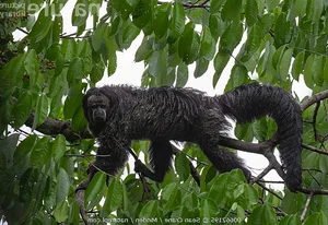 Discover the Mysterious Monk Saki in the Heart of the Amazon-6