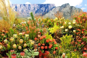 Discover the Cape Floral Region: South Africa’s Most Diverse Botanical Kingdom and UNESCO World Heritage Fynbos Landscapes-2