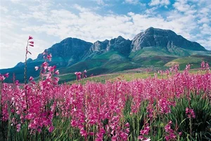Discover the Cape Floral Region: South Africa’s Most Diverse Botanical Kingdom and UNESCO World Heritage Fynbos Landscapes-5