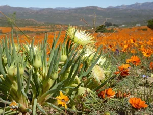Discover the Cape Floral Region: South Africa’s Most Diverse Botanical Kingdom and UNESCO World Heritage Fynbos Landscapes-3