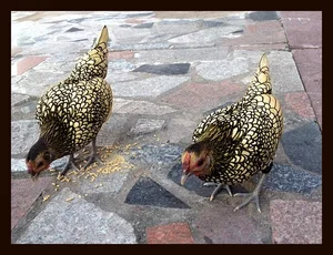 Discover the World's Most Exotic and Expensive Chicken Breeds: A Journey into Avian Luxury-2