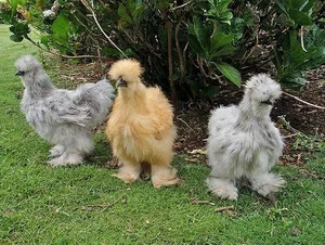 Discover the World's Most Exotic and Expensive Chicken Breeds: A Journey into Avian Luxury-4